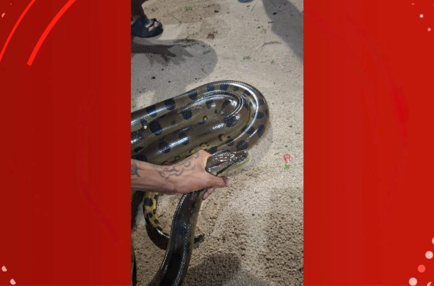  Sucuri de 2,5 metros aparece em balneário de Porto Grande e é retirada por Bombeiros