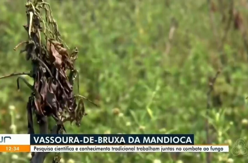  Embrapa e indígenas se unem para conter praga que ameaça mandioca no Amapá