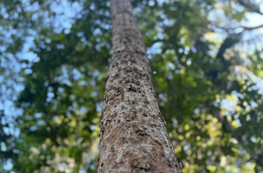  Amapá registra 4 km² de desmatamento e se mantém entre os menos afetados da Amazônia