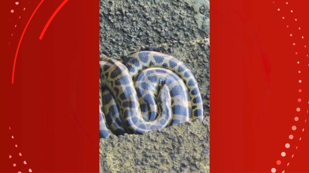 wp header logo 19.png