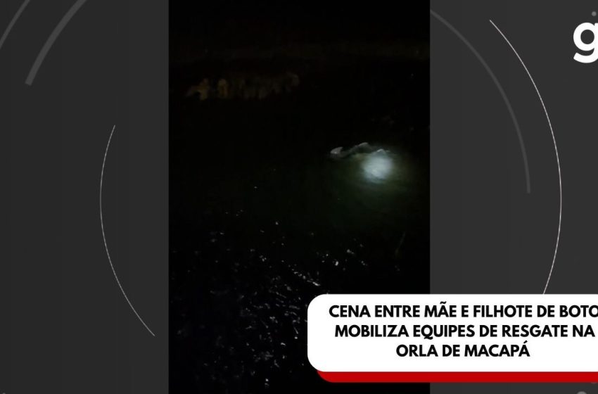  Cena entre mãe e filhote de boto mobiliza equipes de resgate na Orla de Macapá