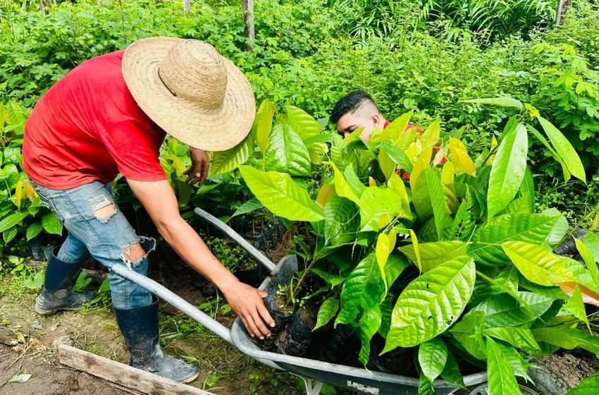  Agricultores recebem 18 mil mudas de cacau no Amapá