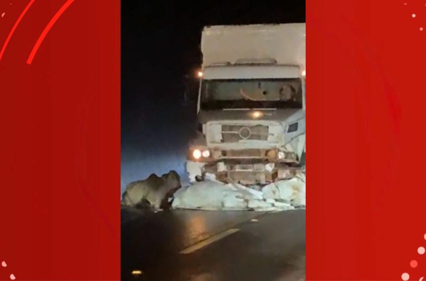  Caminhão colide com bois soltos na BR-156 durante a madrugada no Amapá