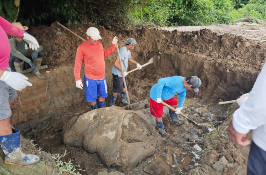  Equipe resgata ossos de baleia de 14 metros e prepara coleção científica no Amapá