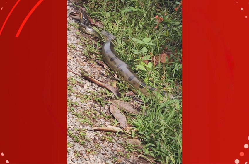  Hospital de Emergências do Amapá registra 53 acidentes com animais peçonhentos em 4 meses