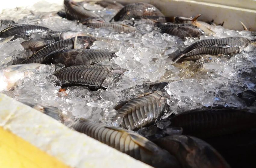  Programa Peixe Popular tem preços a partir de R$ 11; veja pontos de venda no Amapá