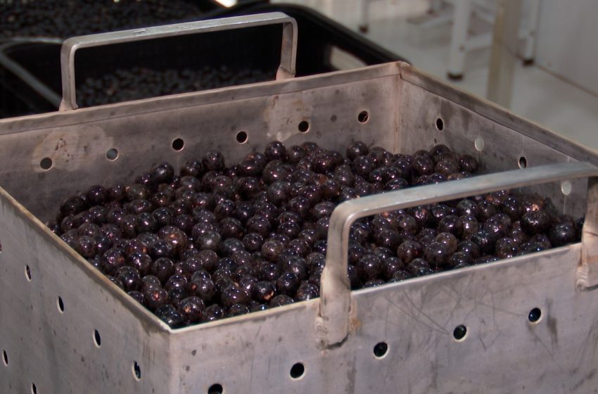  Estudo da Embrapa assegura qualidade do açaí e elimina risco da doença de Chagas