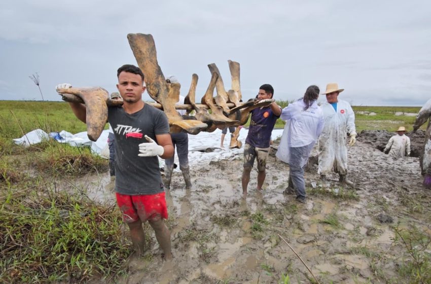  Iepa resgata ossos de baleia-sei no Pará em ação do projeto do Amapá