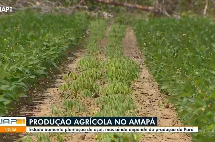  Produção agrícola do Amapá cresce com avanço do açaí, mas mandioca preocupa, diz IBGE