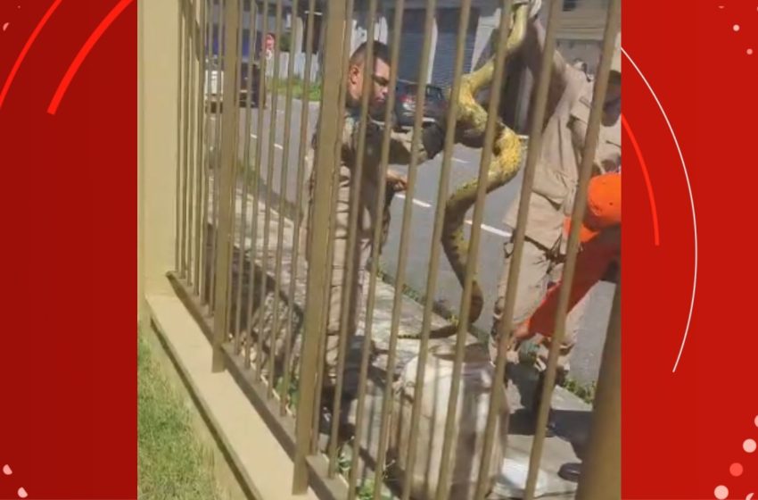  VÍDEO: sucuri é capturada por bombeiros em rua de Macapá; animal foi retirado sem ferimentos