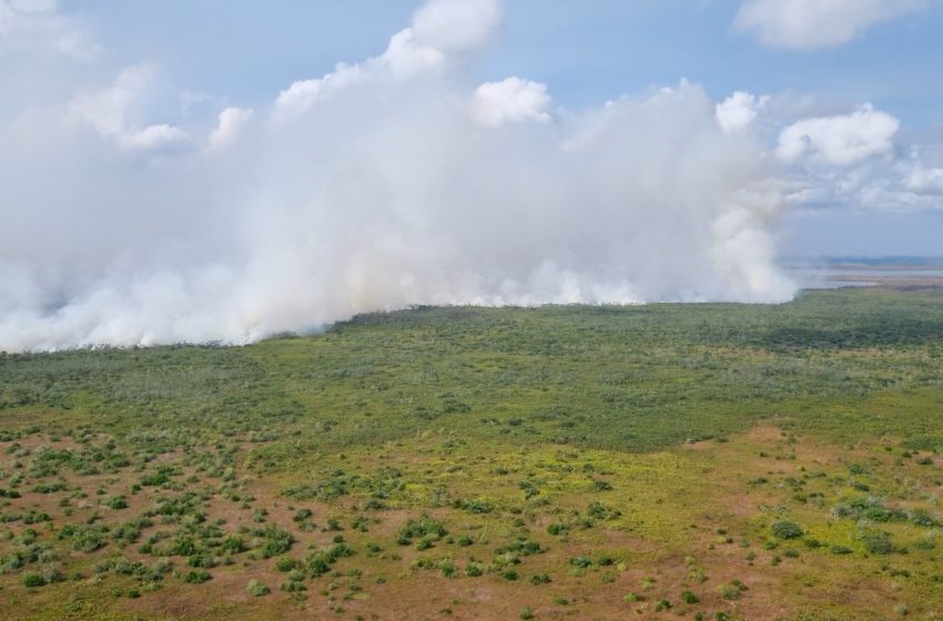  MPF aciona pecuaristas para retirada de búfalos criados em reserva biológica do Amapá