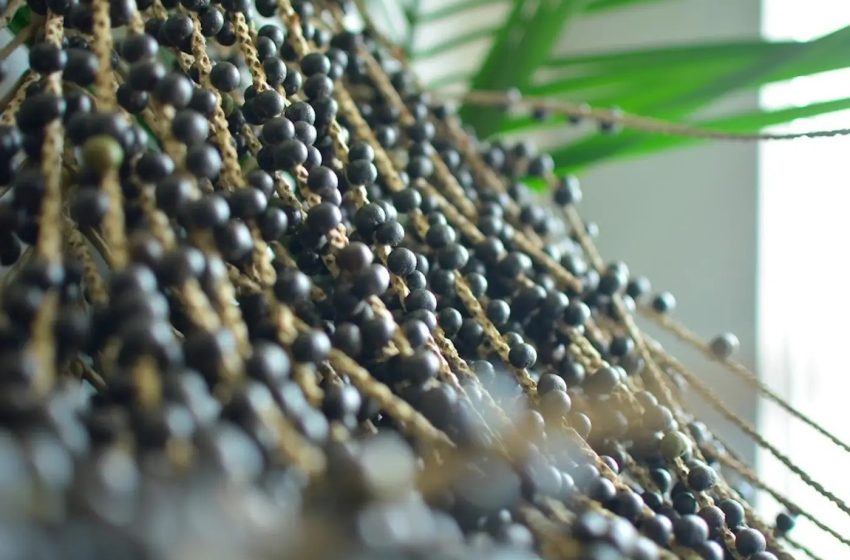  Amapá abre edital para doar 44 robôs que colhem açaí