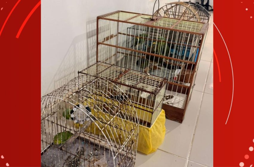  Aves silvestres presas em gaiolas são apreendidas no Amapá