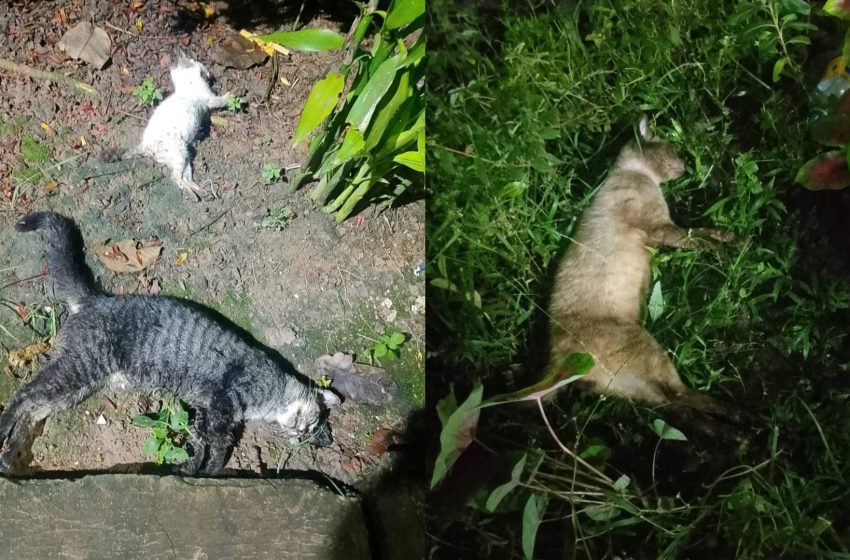  Filhotes mamam em gata morta com sinais de envenenamento em habitacional de Macapá; VÍDEO
