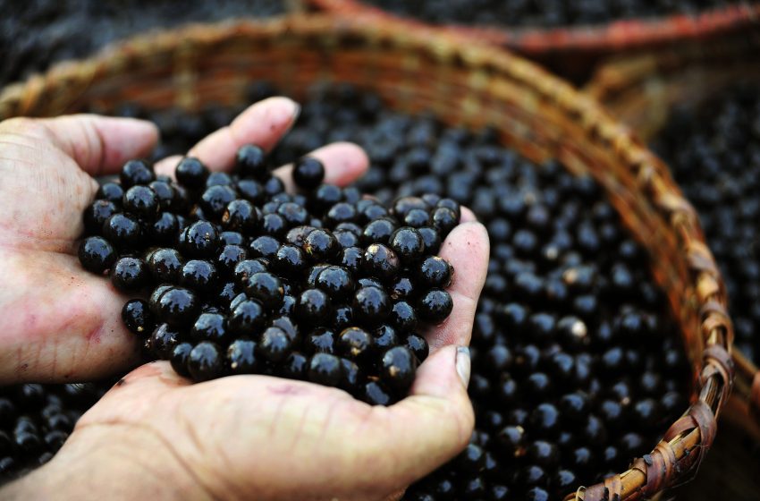  Produção de 30 mil toneladas de açaí gera um terço do valor agrícola do Amapá, diz IBGE