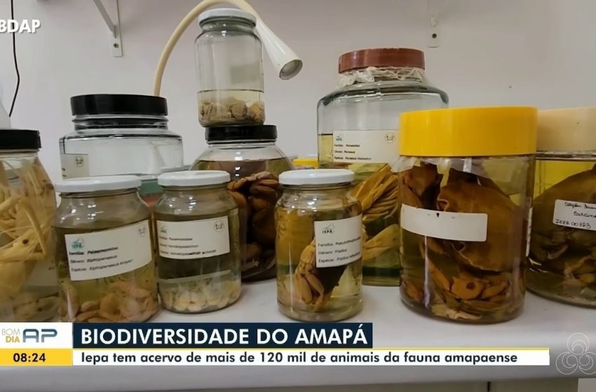  Pesquisadores testam tecnologia que torna mosquitos inférteis e reduz Aedes aegypti no Amapá