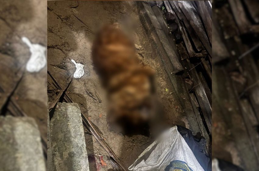  Homem é preso suspeito de matar cachorro que atacou o próprio filho no Amapá