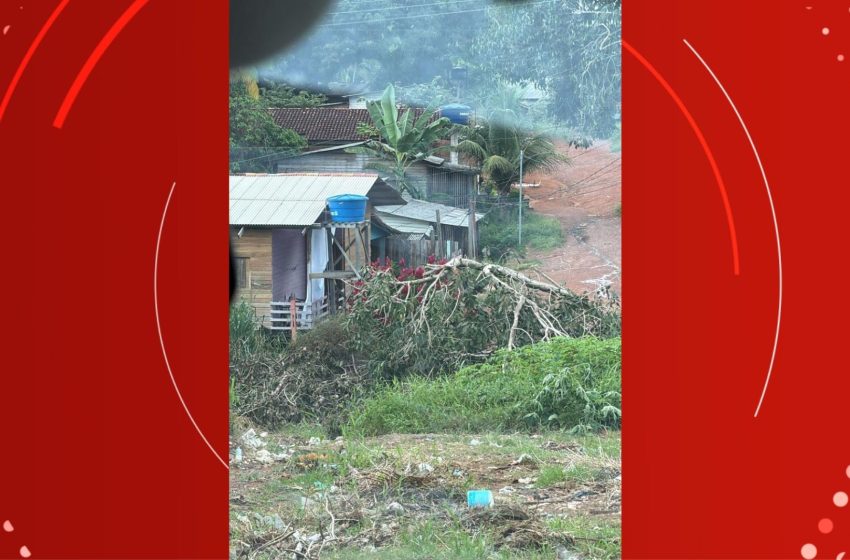  Árvore em meio à fiação elétrica preocupa moradores em Macapá; VÍDEO