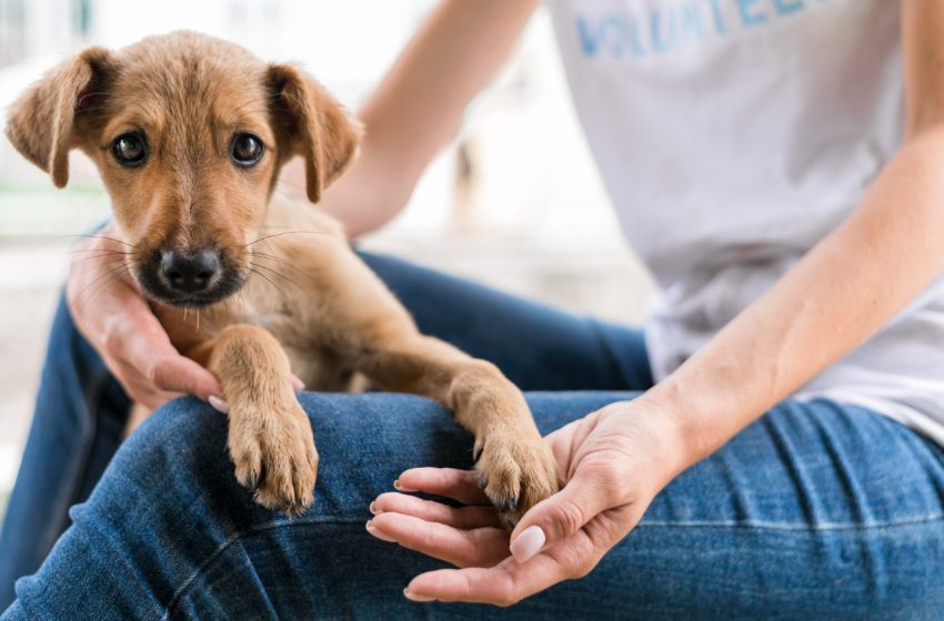  Conjuntos habitacionais de Macapá recebem serviços para pets a partir desta segunda (8)