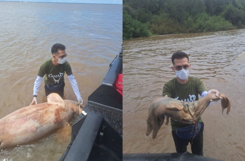  Mãe e filhote de boto-cor-de-rosa são encontrados mortos às margens de rio no Amapá