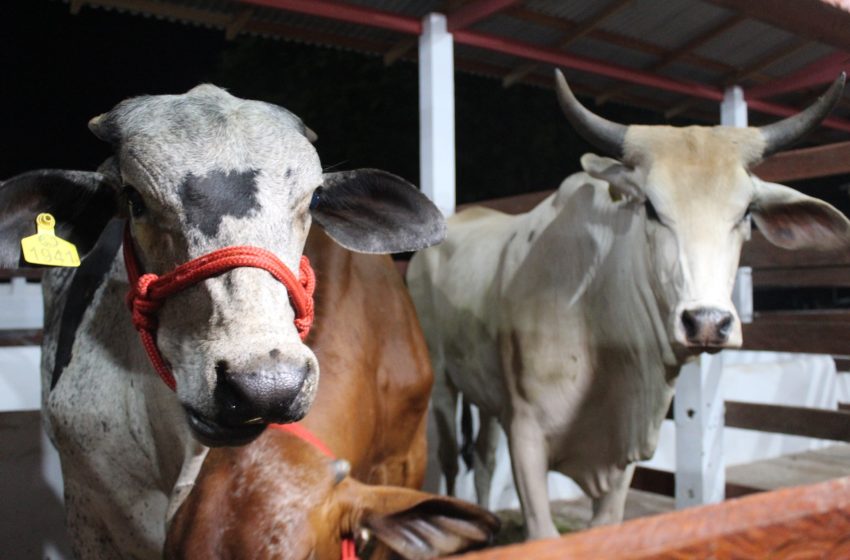  Expofeira 2026 abre 600 vagas para exposição de animais; veja como realizar a inscrição