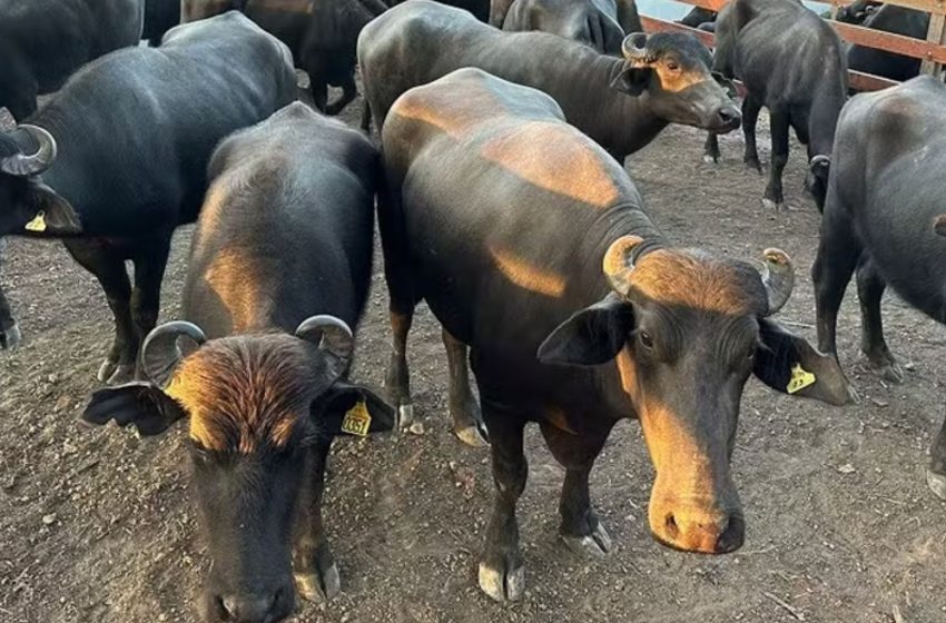  Inscrições para exposição de animais na Expofeira do Amapá encerram nesta quinta (30)