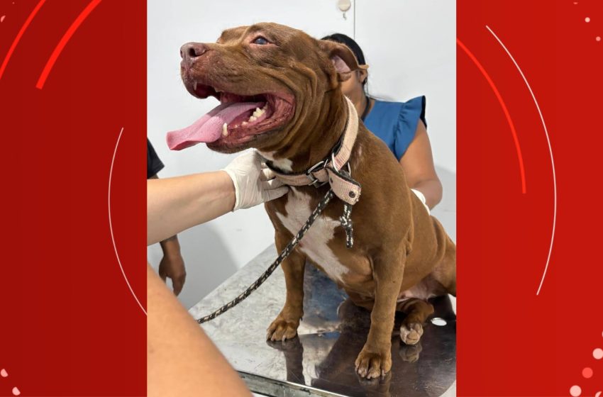  Ifap oferece atendimento veterinário gratuito para animais domésticos e silvestres em Porto Grande