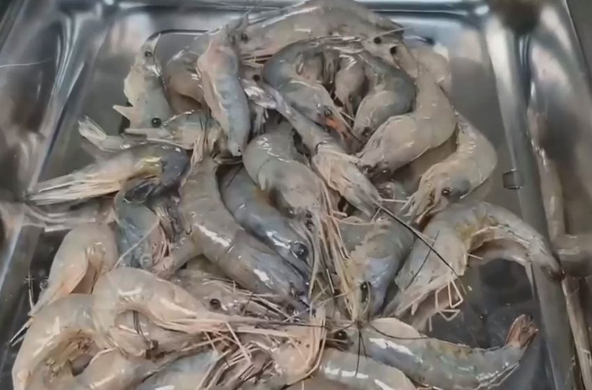  Pesquisa da Ueap cria petiscos e farinhas a partir de restos de pescado que seriam descartados