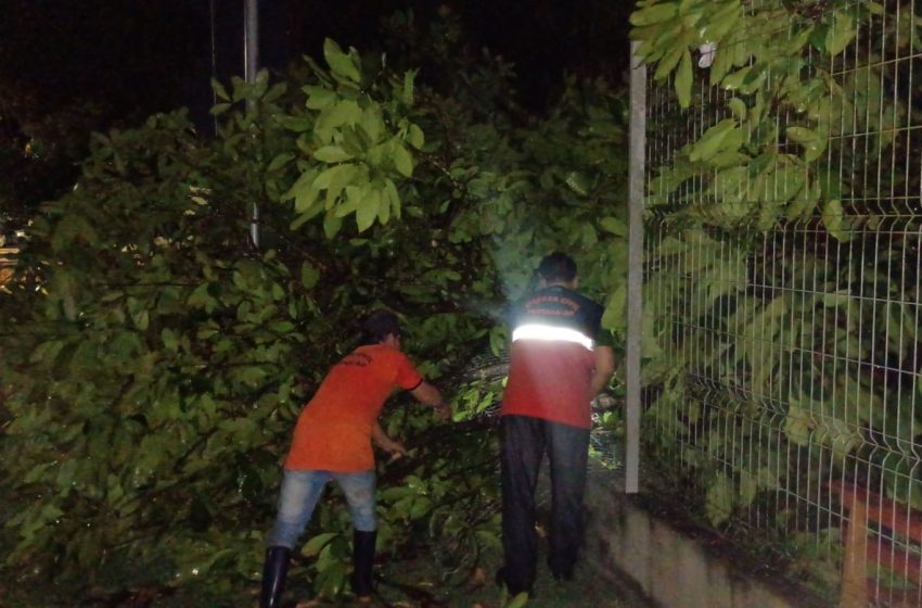  VÍDEO: moradores registram ventania que derrubou árvores em Santana, no Amapá