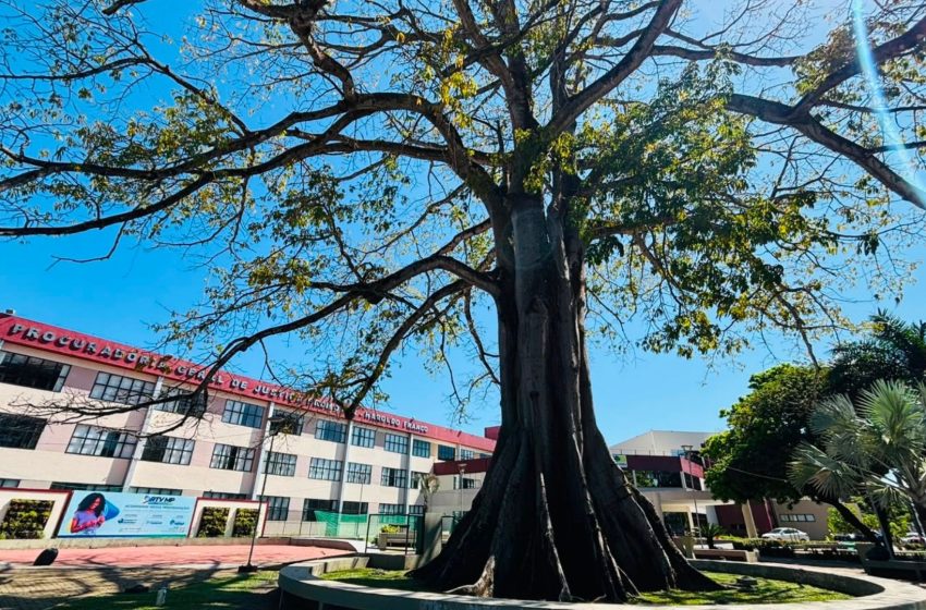  Samaúma de 80 anos é tombada como patrimônio em Macapá