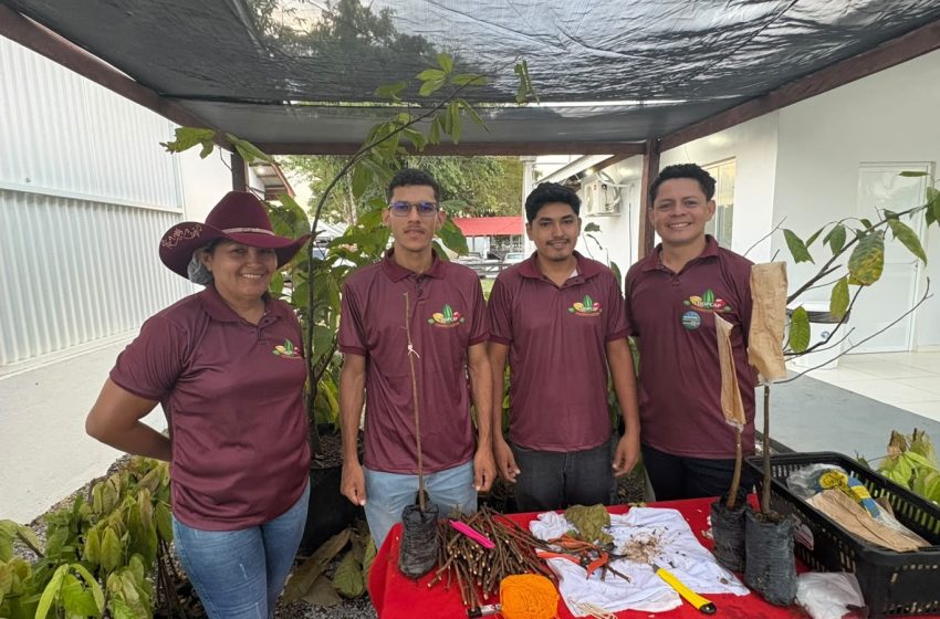  Técnica de enxertia reduz tempo de produção e aumenta produtividade do cacau no Amapá