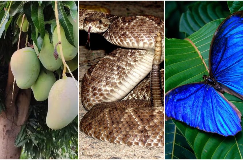  Fruta, serpente e borboleta inspiram nomes de poços que a Petrobras pretende explorar no AP