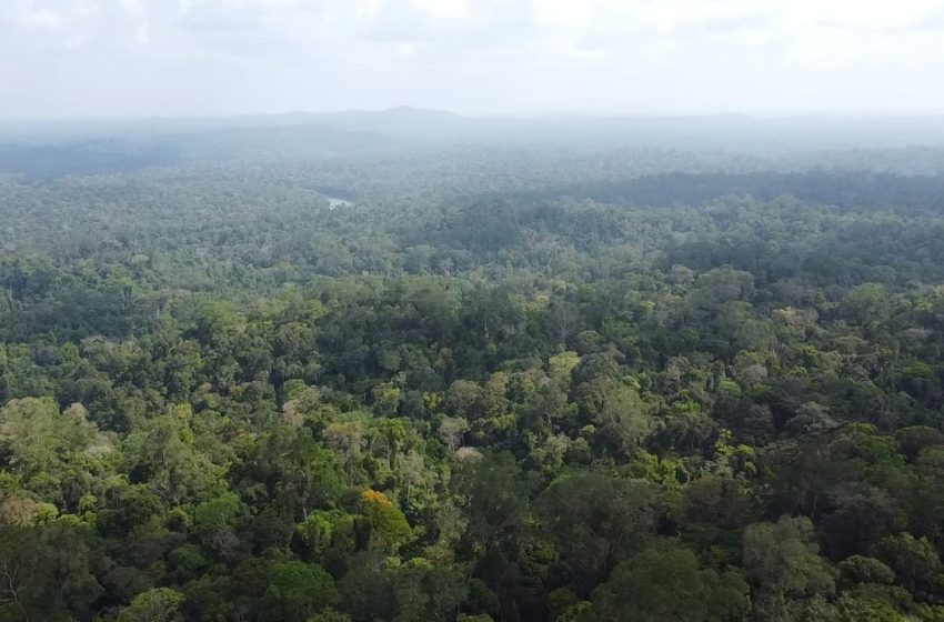  Buscas por grupo 'desaparecido' em floresta são encerradas no AP após relatos contraditórios