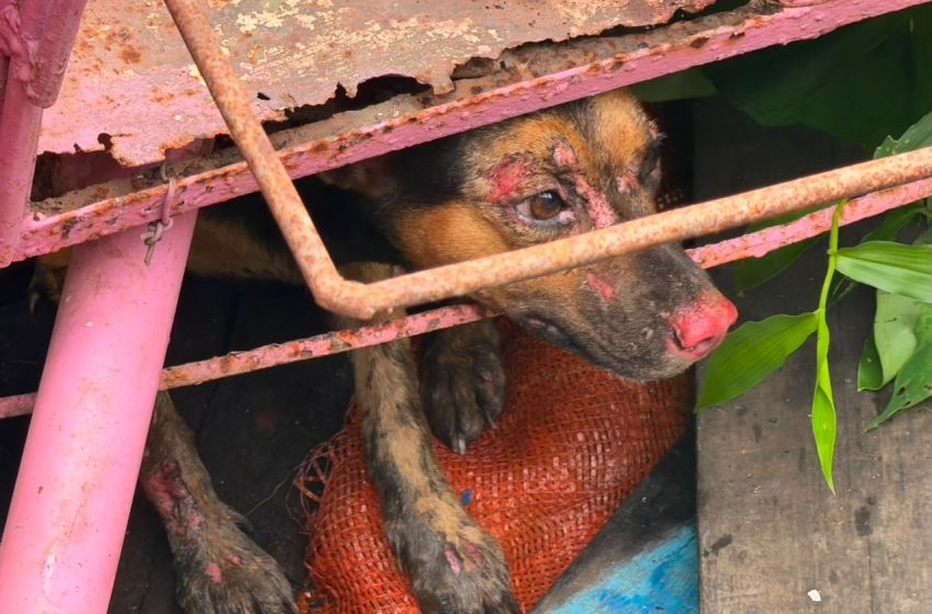  Cachorrinha batizada de ‘Fênix’ é resgatada com queimaduras de 3º grau após incêndio em Santana
