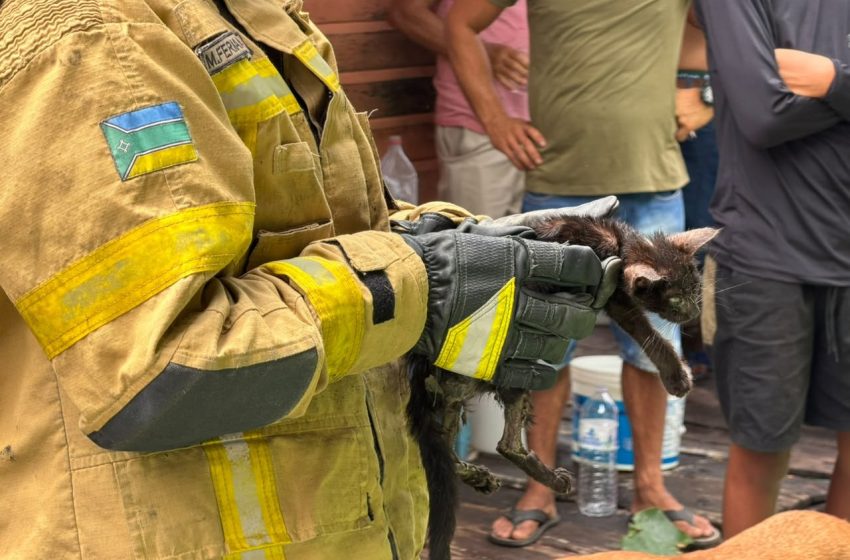  Filhote de gato resgatado durante incêndio no Amapá morre após problemas respiratórios