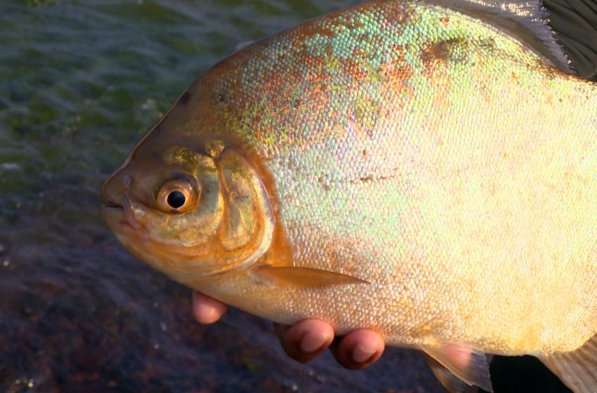  Estudo aponta reserva biológica no Bailique como berçário de diferentes espécies de peixes