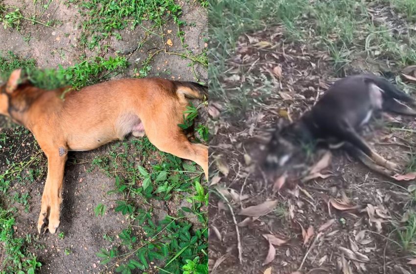  Polícia Civil investiga mortes e maus-tratos de animais em universidade federal do Amapá