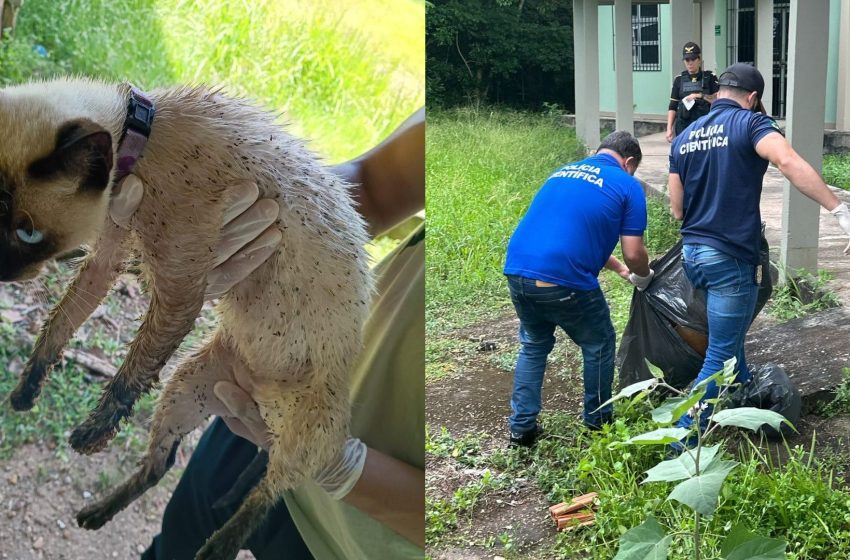  Polícia ouve testemunhas sobre mortes e maus-tratos de animais na Universidade Federal do Amapá
