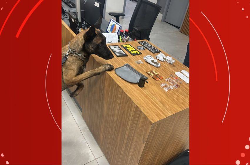  Polícia prende franceses com entorpecentes em ônibus na fronteira do Amapá