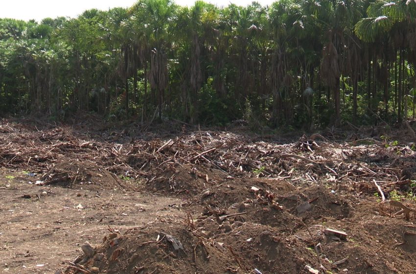  MP investiga desmatamento irregular de 2,5 hectares em área de preservação, em Macapá