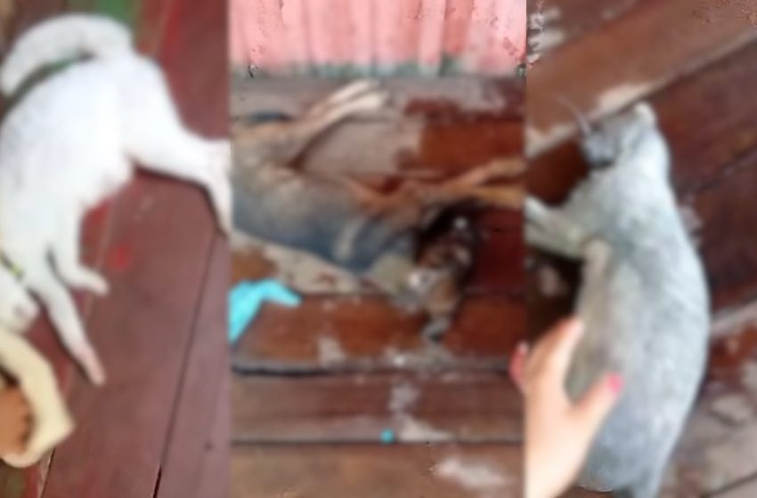  Moradores de Santana denunciam envenenamento de animais no bairro do Provedor