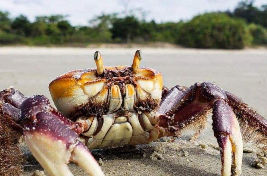  Estudo monitora reprodução do caranguejo-uçá para avaliar período de defeso no Amapá