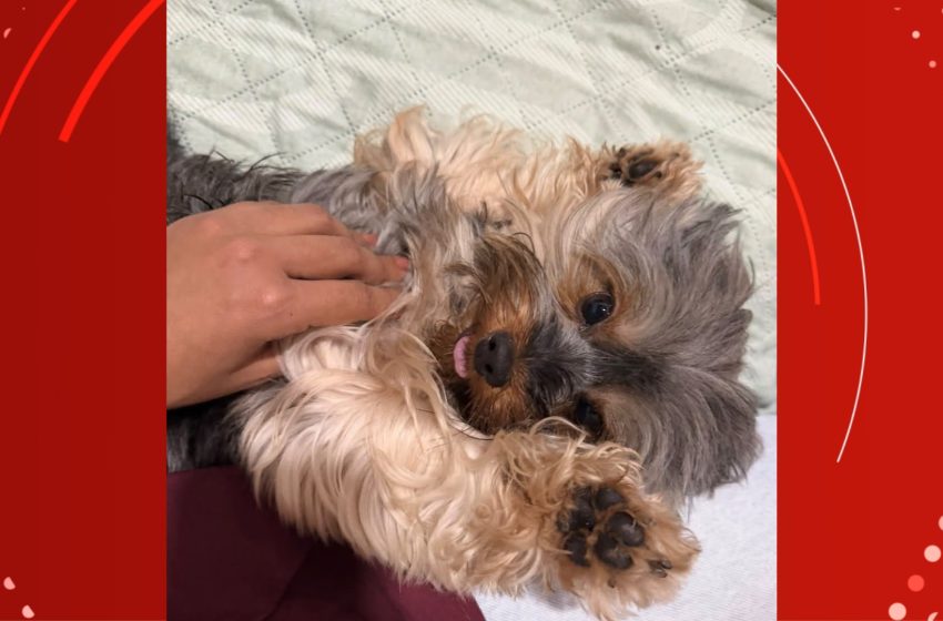  ‘Nick não era só um cachorro, era meu filho’, diz tutora de yorkshire que morreu em pet shop, em Macapá