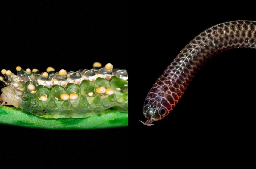  Veja cinco animais curiosos registrados no bioma Amazônia, no Amapá