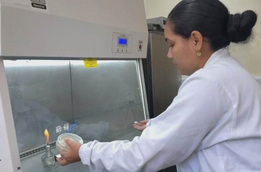  Embrapa tenta 'isolar' fungo em laboratório após praga vassoura-de-bruxa avançar no AP
