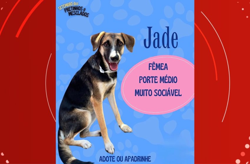  Campanha incentiva adoção de cães resgatados no Amapá